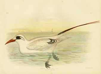 Rotschwanz-Tropikvogel, 1891